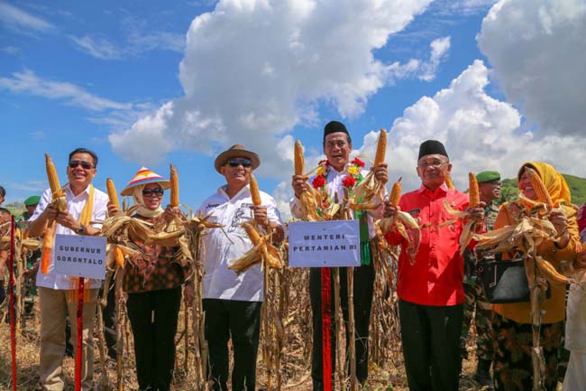 Benih Jagung Gratis 80 Ribu Hektar, Bonus Mentan untuk Gorontalo